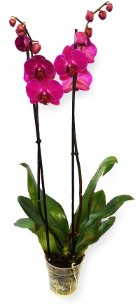 Orhidee Phalaenopsis ghiveci 2